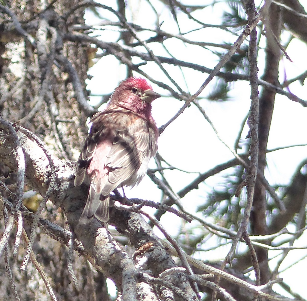 Cassin's Finch - ML644400466