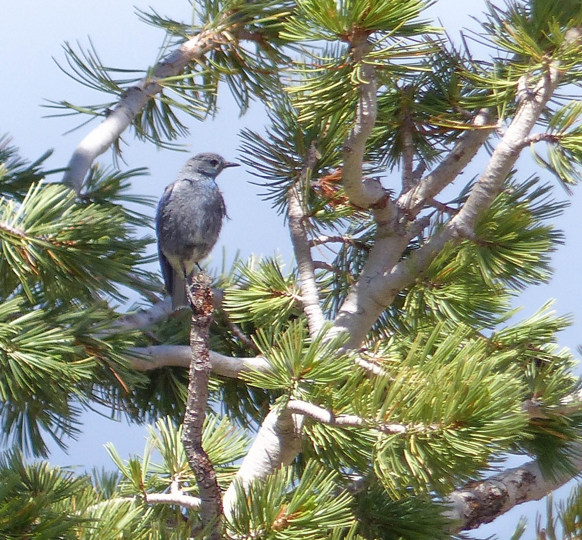Mountain Bluebird - ML644400478