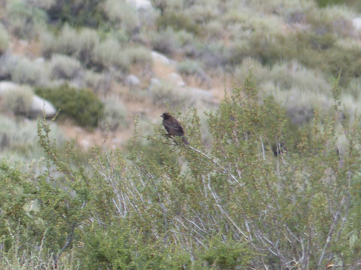 Gray-crowned Rosy-Finch - ML644400498