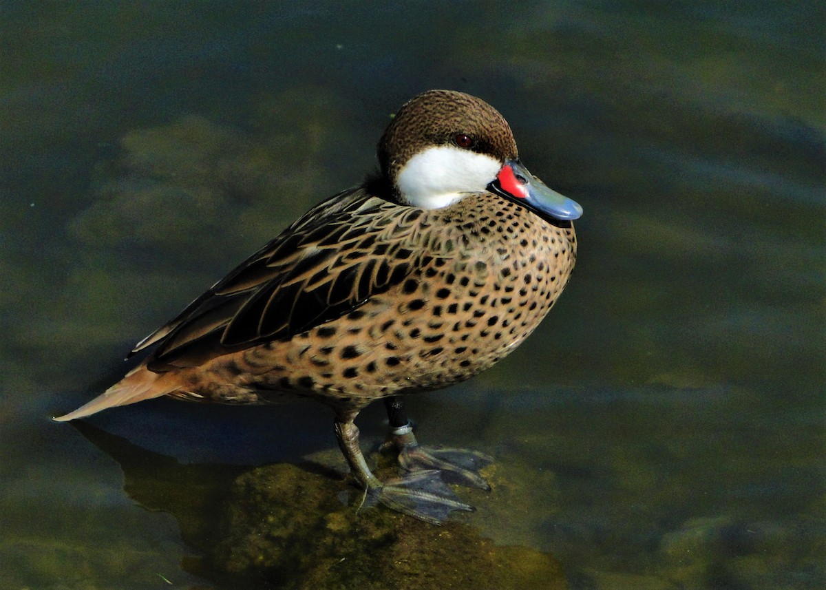 White-cheeked Pintail - ML64440051