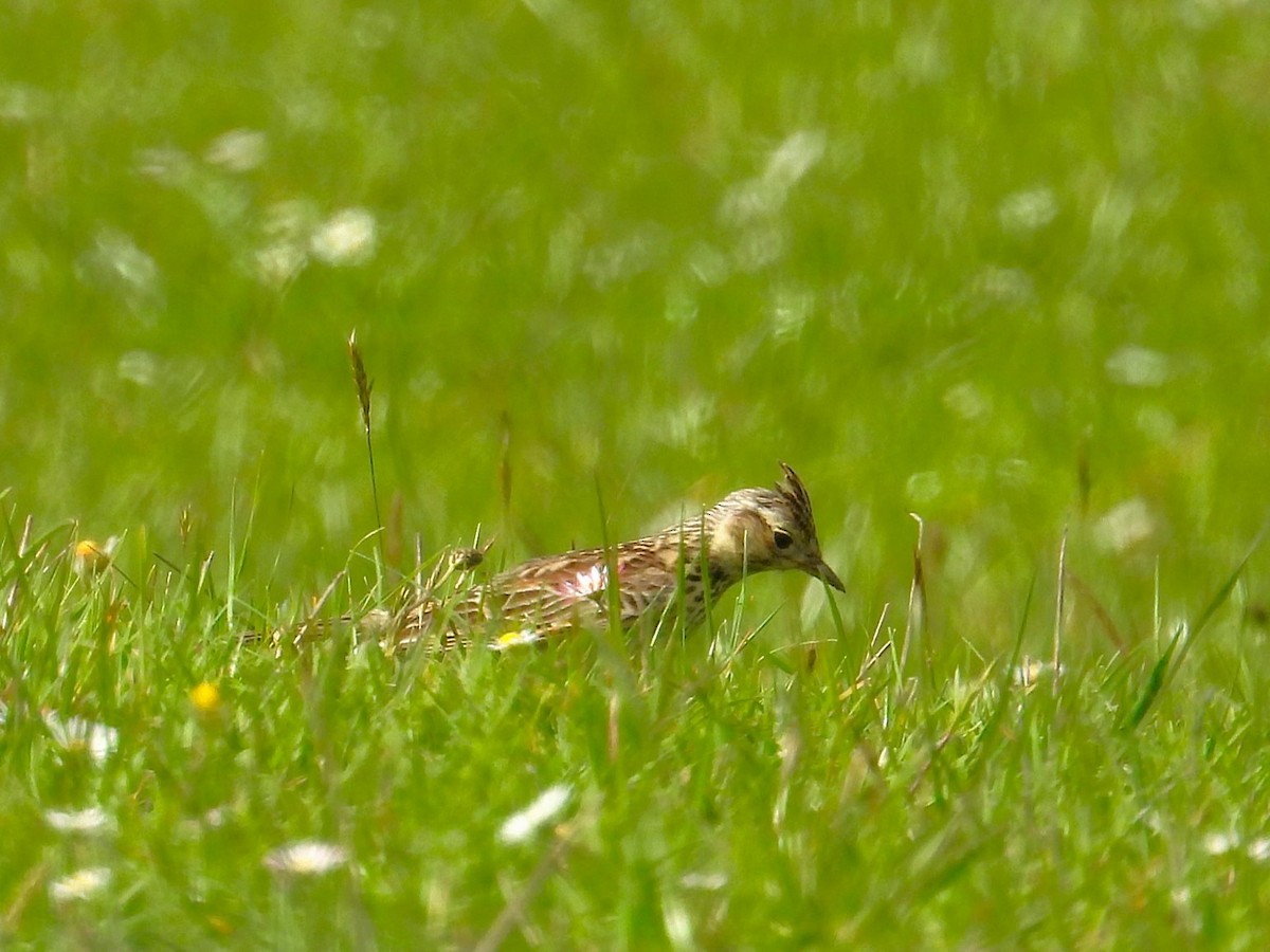 Eurasian Skylark - ML644400515