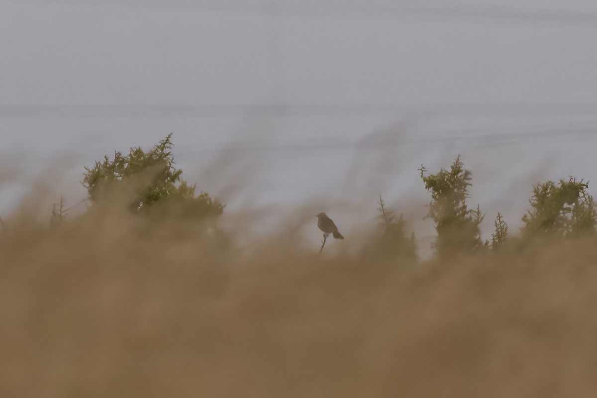 Cape Clapper Lark - ML644400517