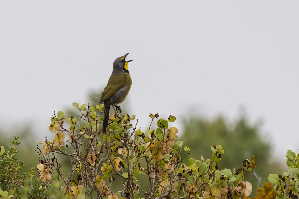 Bokmakiri - ML644400520