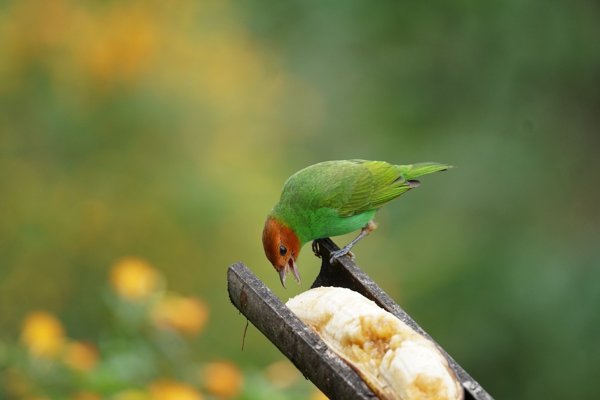 チャガシラフウキンチョウ（viridissima／toddi） - ML644400530