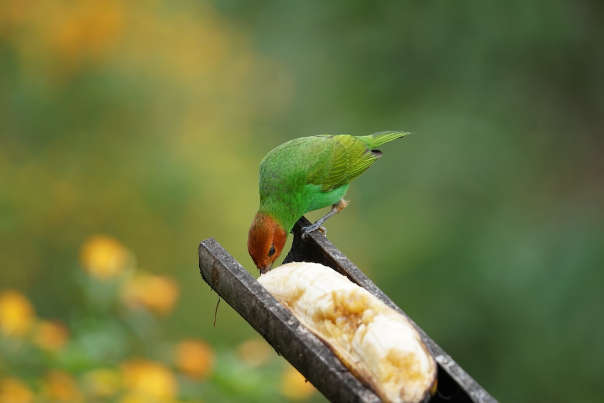 チャガシラフウキンチョウ（viridissima／toddi） - ML644400531