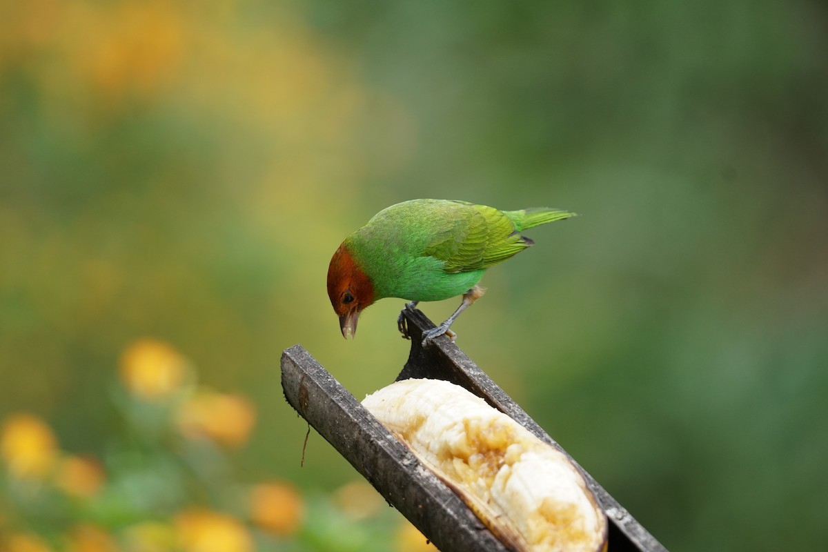 チャガシラフウキンチョウ（viridissima／toddi） - ML644400532