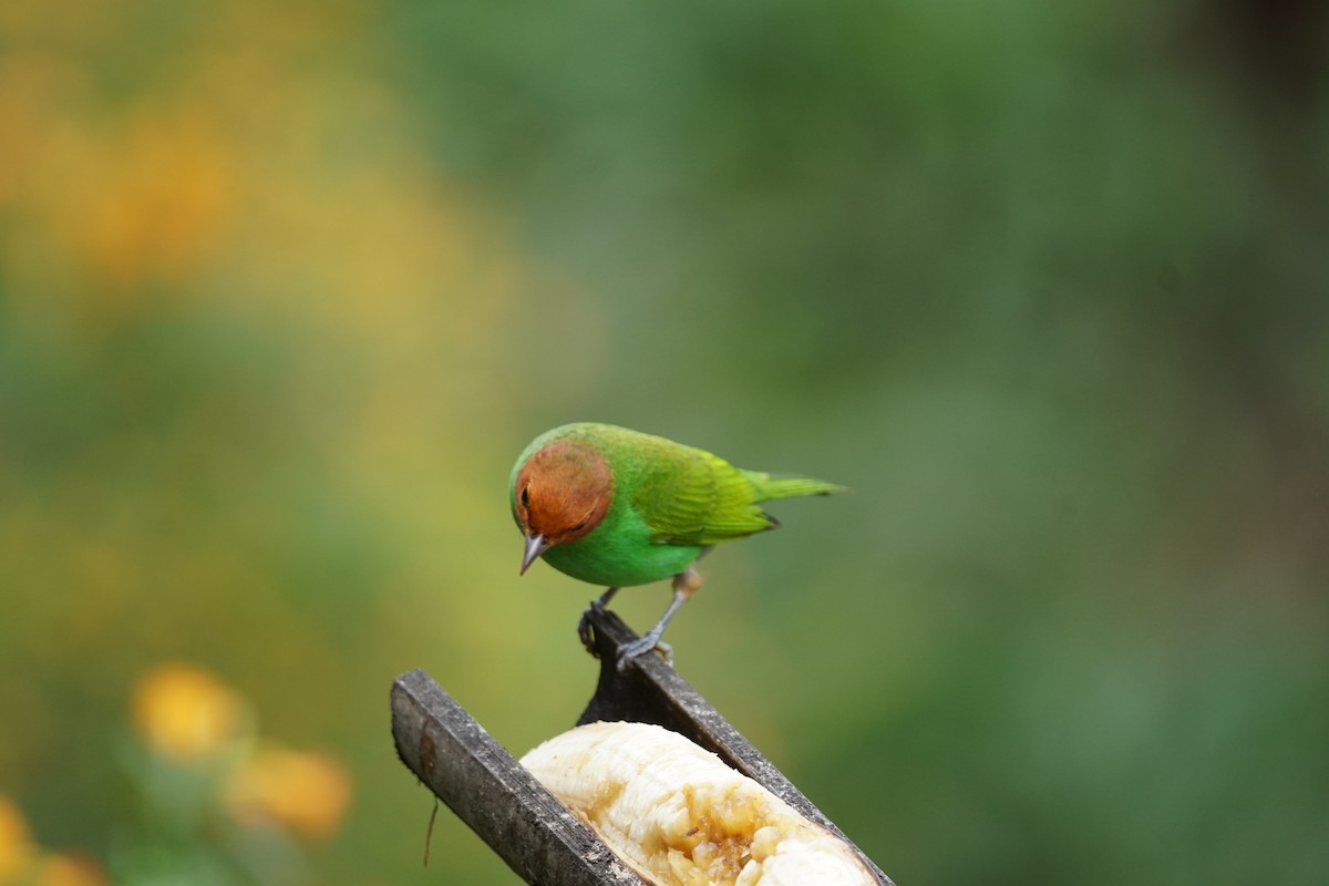 チャガシラフウキンチョウ（viridissima／toddi） - ML644400533