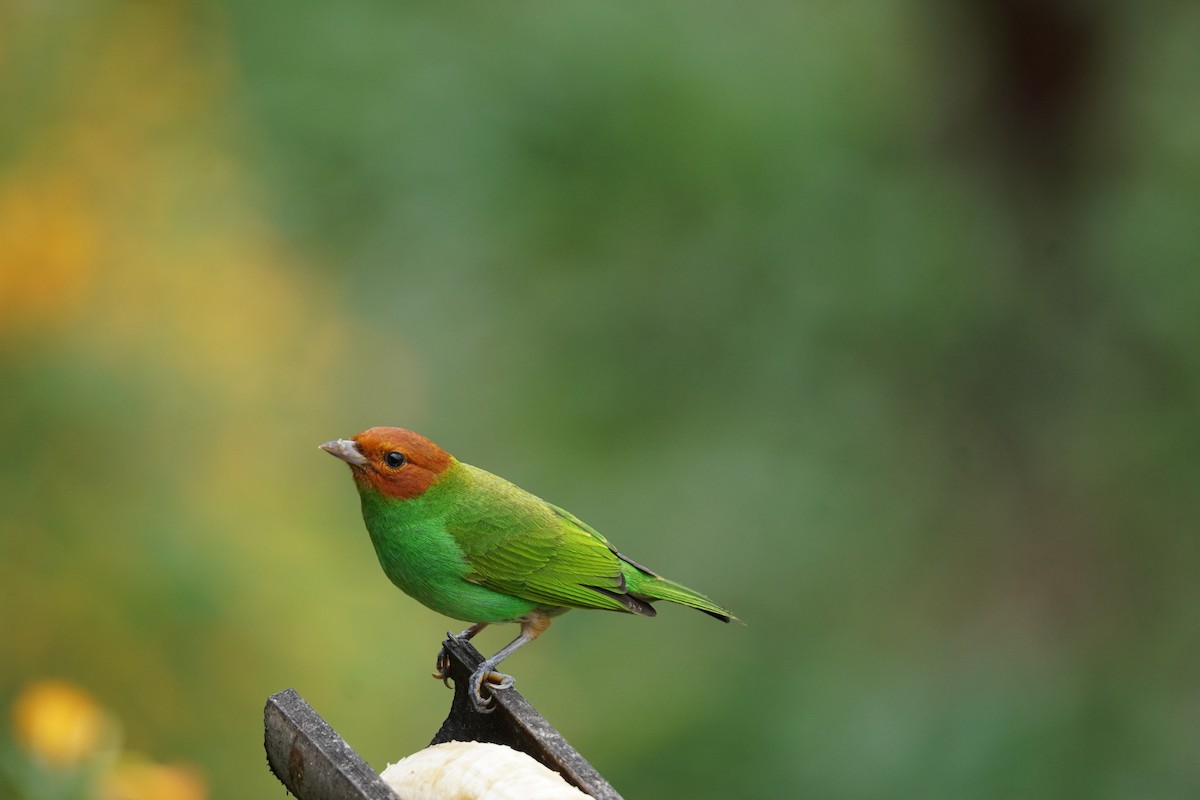 チャガシラフウキンチョウ（viridissima／toddi） - ML644400534