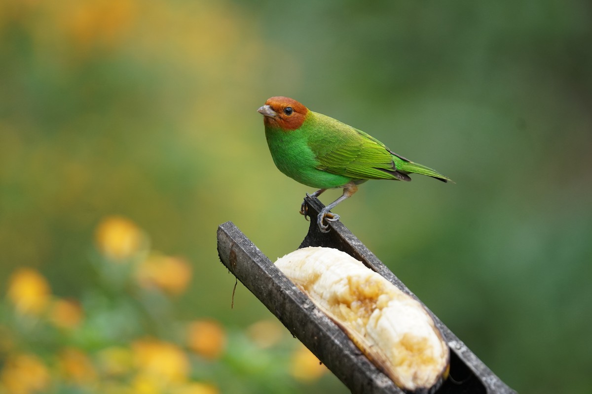 チャガシラフウキンチョウ（viridissima／toddi） - ML644400535