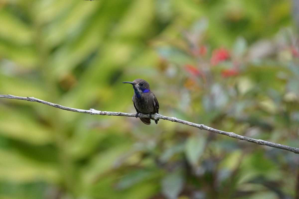 Brown Violetear - ML644400536