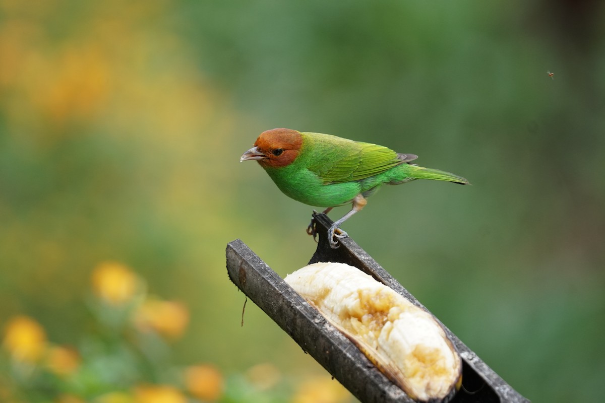 チャガシラフウキンチョウ（viridissima／toddi） - ML644400537