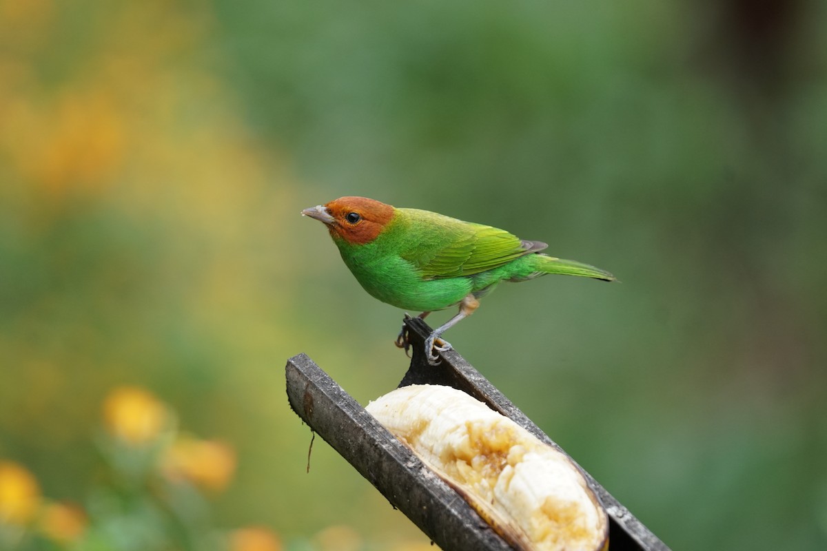 チャガシラフウキンチョウ（viridissima／toddi） - ML644400538