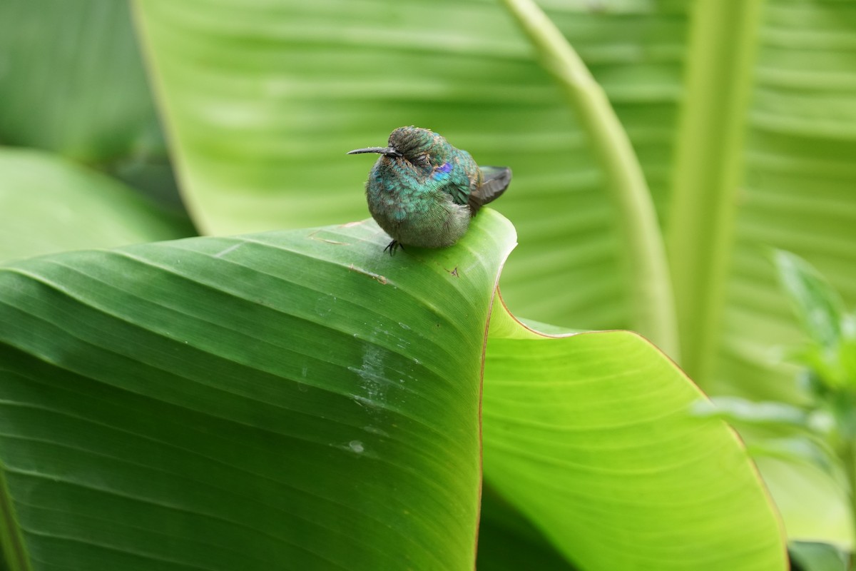 Lesser Violetear (Andean) - ML644400539