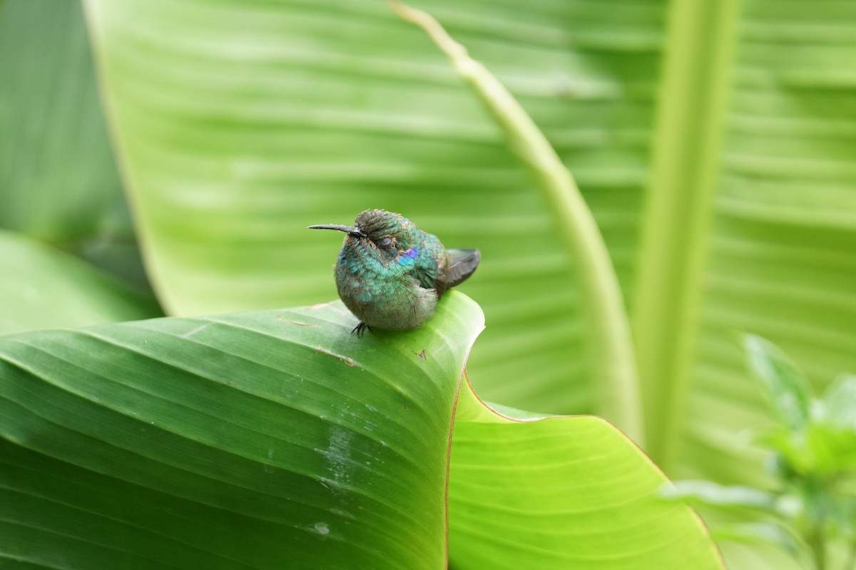 Lesser Violetear (Andean) - ML644400540