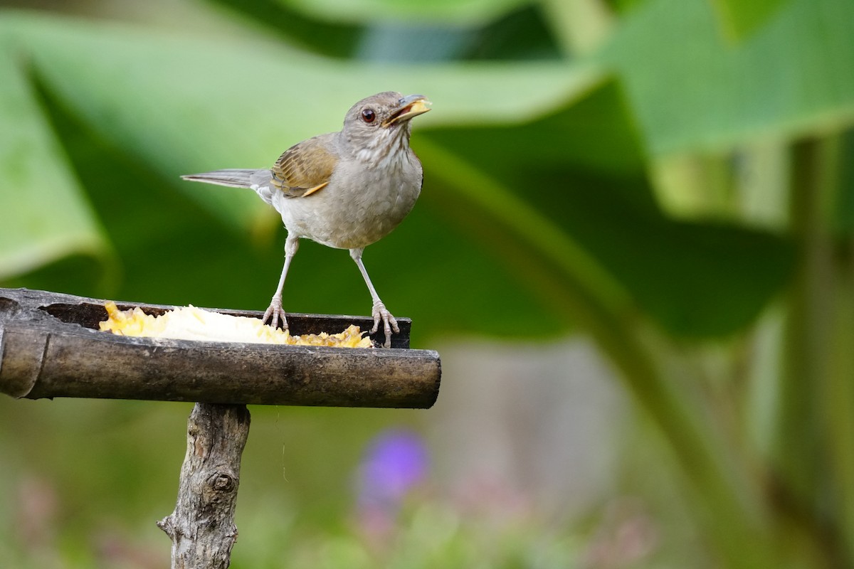 Fahlbrustdrossel - ML644400560