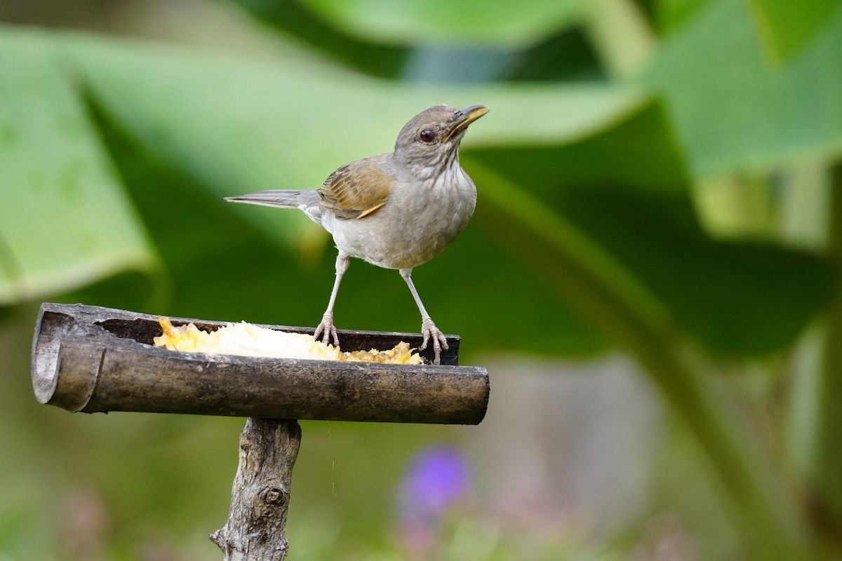 Fahlbrustdrossel - ML644400561