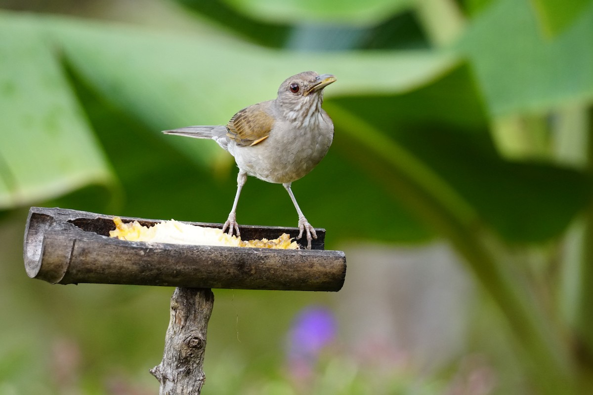 Fahlbrustdrossel - ML644400563