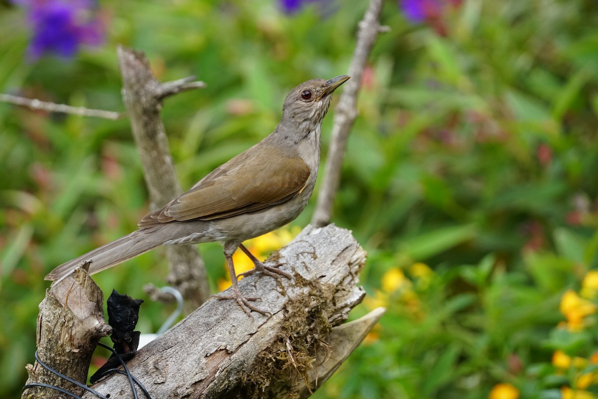 Fahlbrustdrossel - ML644400565