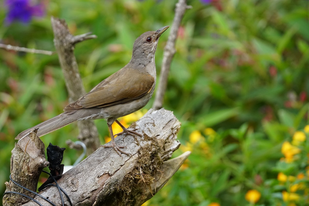 Fahlbrustdrossel - ML644400567