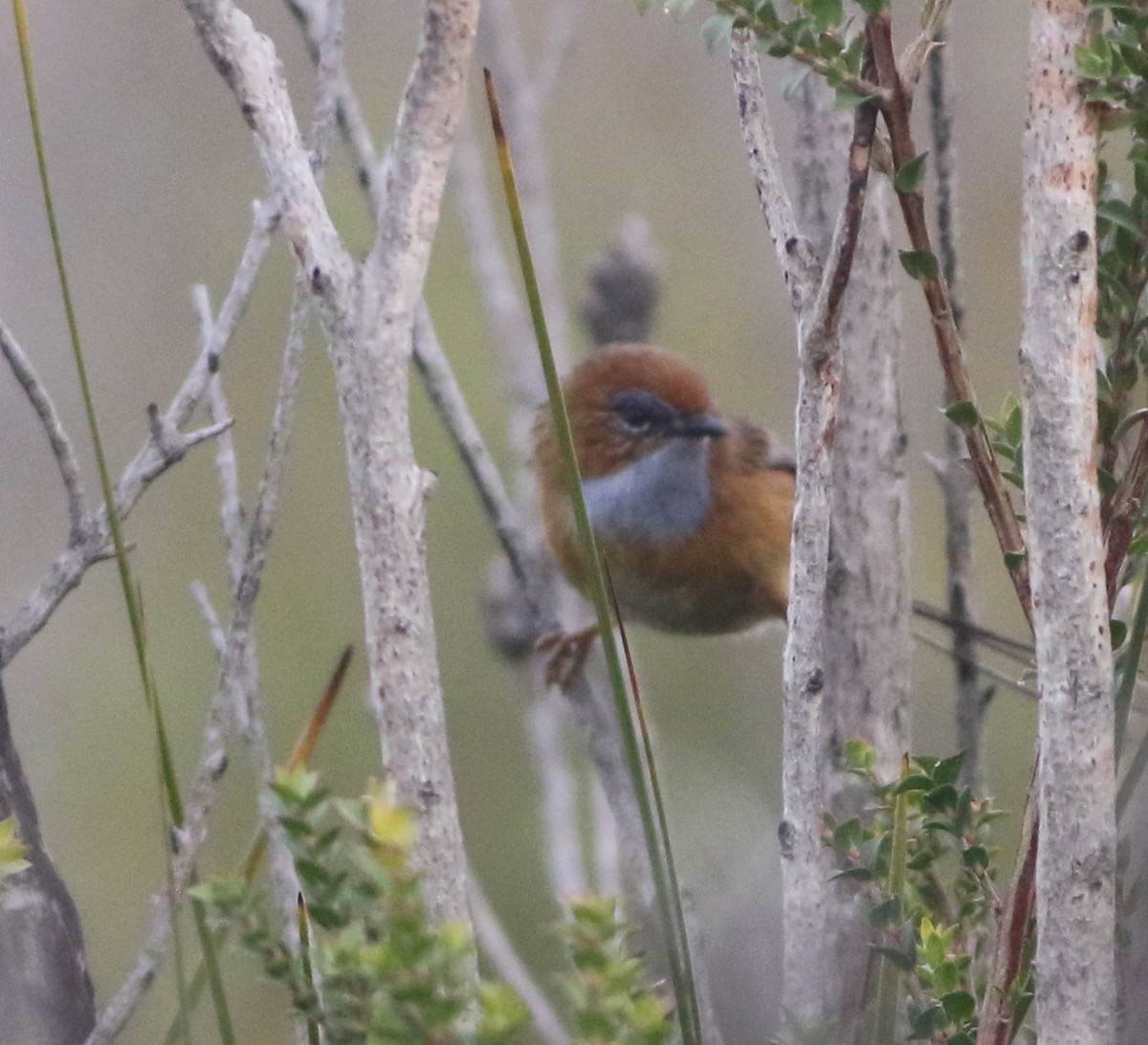 Southern Emuwren - ML644400576