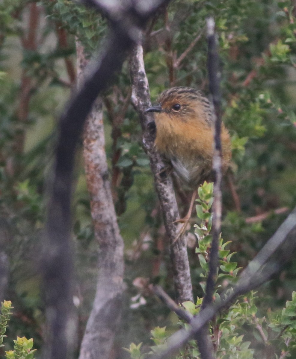 Southern Emuwren - ML644400577