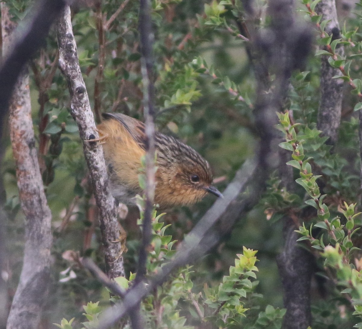 Southern Emuwren - ML644400578