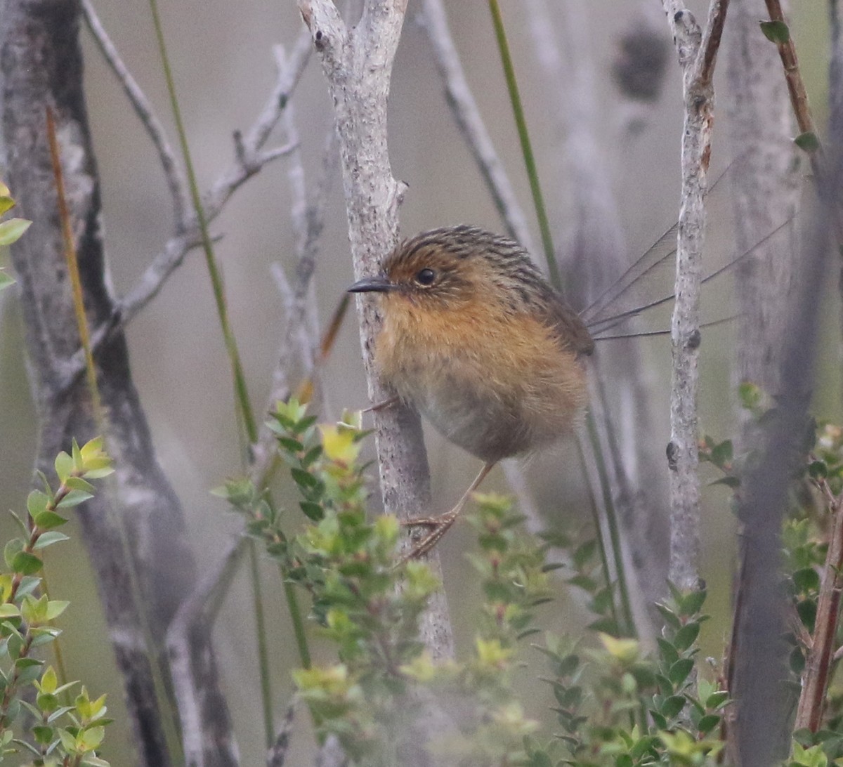Southern Emuwren - ML644400579