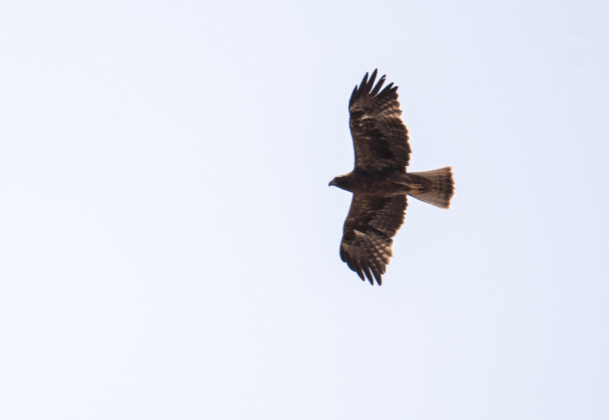 Aigle botté - ML644400580