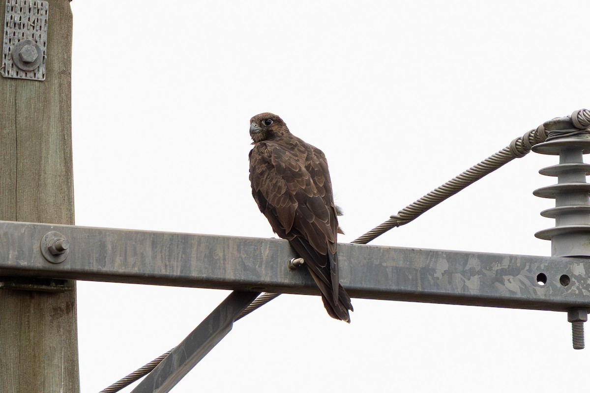 Black Falcon - ML644400591