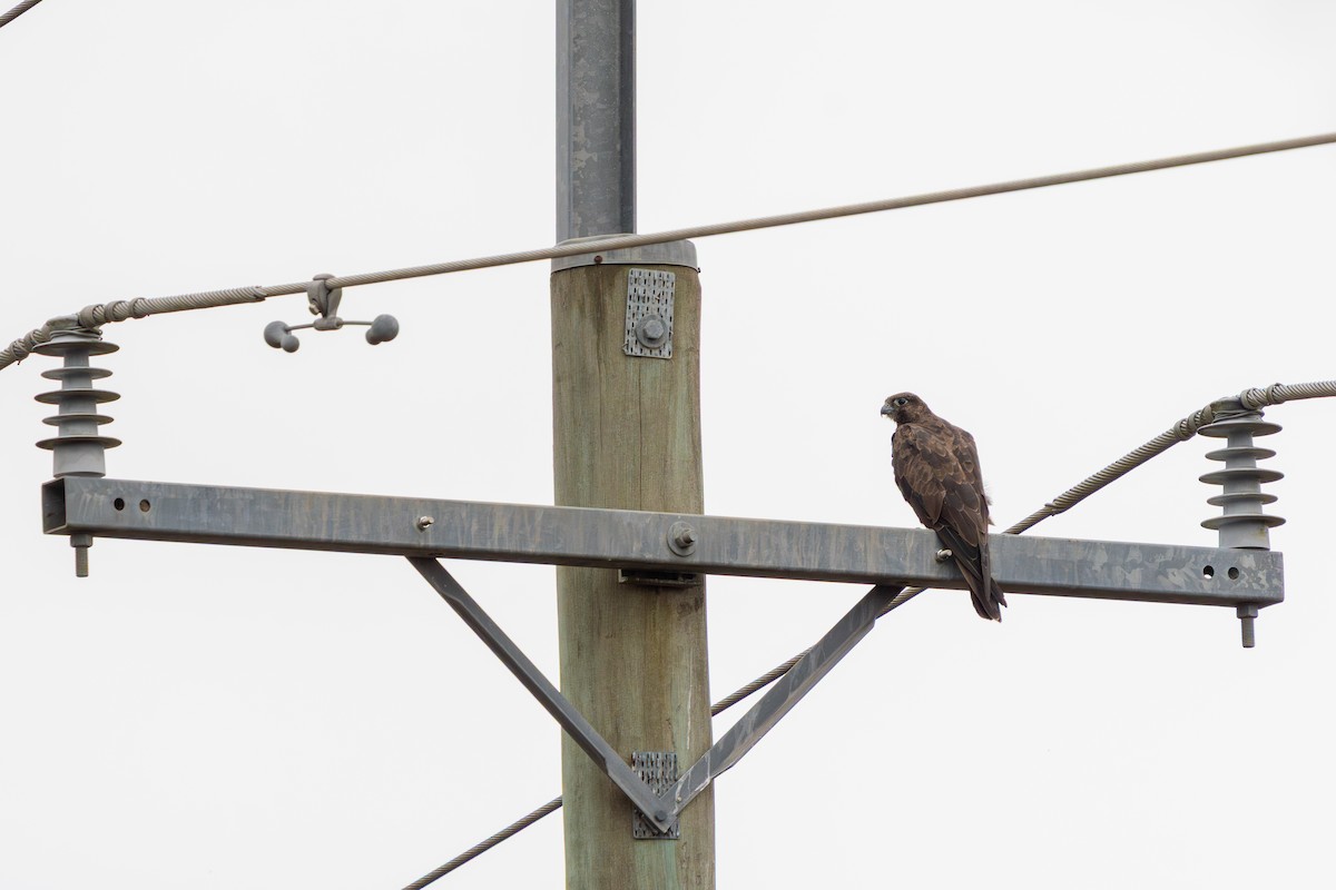 Black Falcon - ML644400593