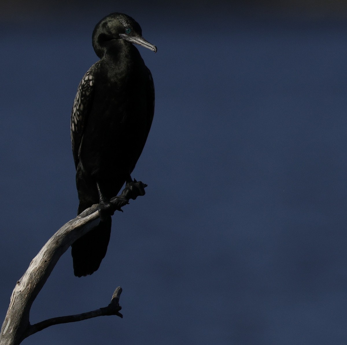 lagfiskeskarv - ML644400596