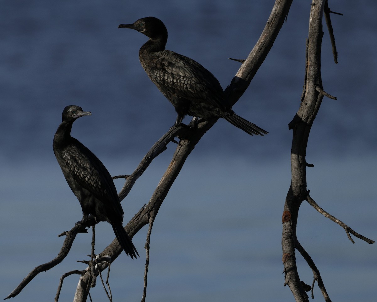 lagfiskeskarv - ML644400597