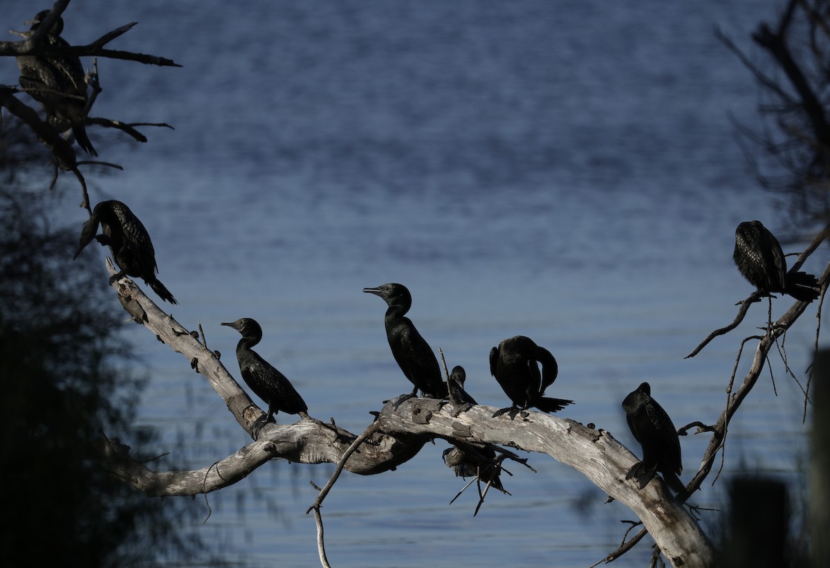 lagfiskeskarv - ML644400598