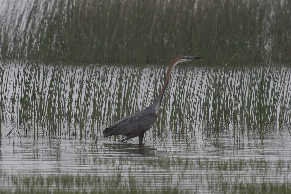 goliathegre - ML644400606