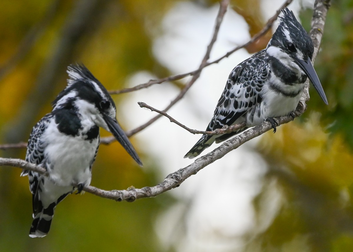 Рибалочка строкатий - ML644400607