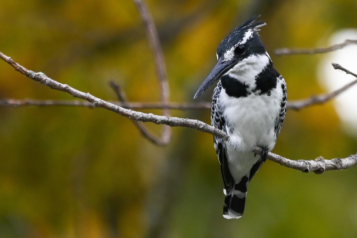 Рибалочка строкатий - ML644400608