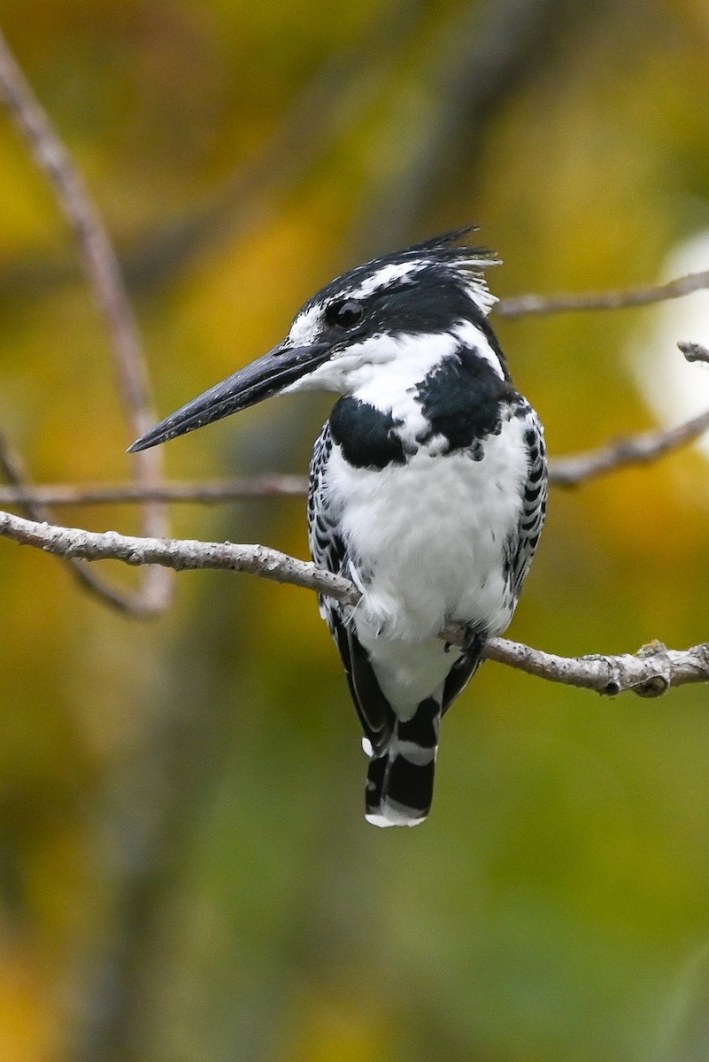 Рибалочка строкатий - ML644400609