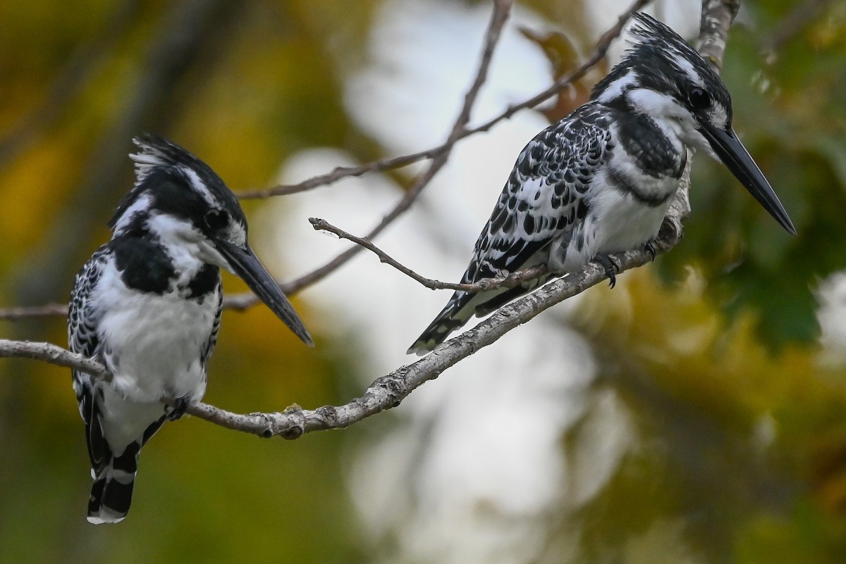 Рибалочка строкатий - ML644400610
