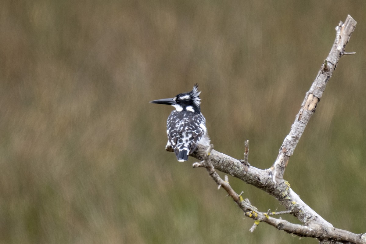 Рибалочка строкатий - ML644400626