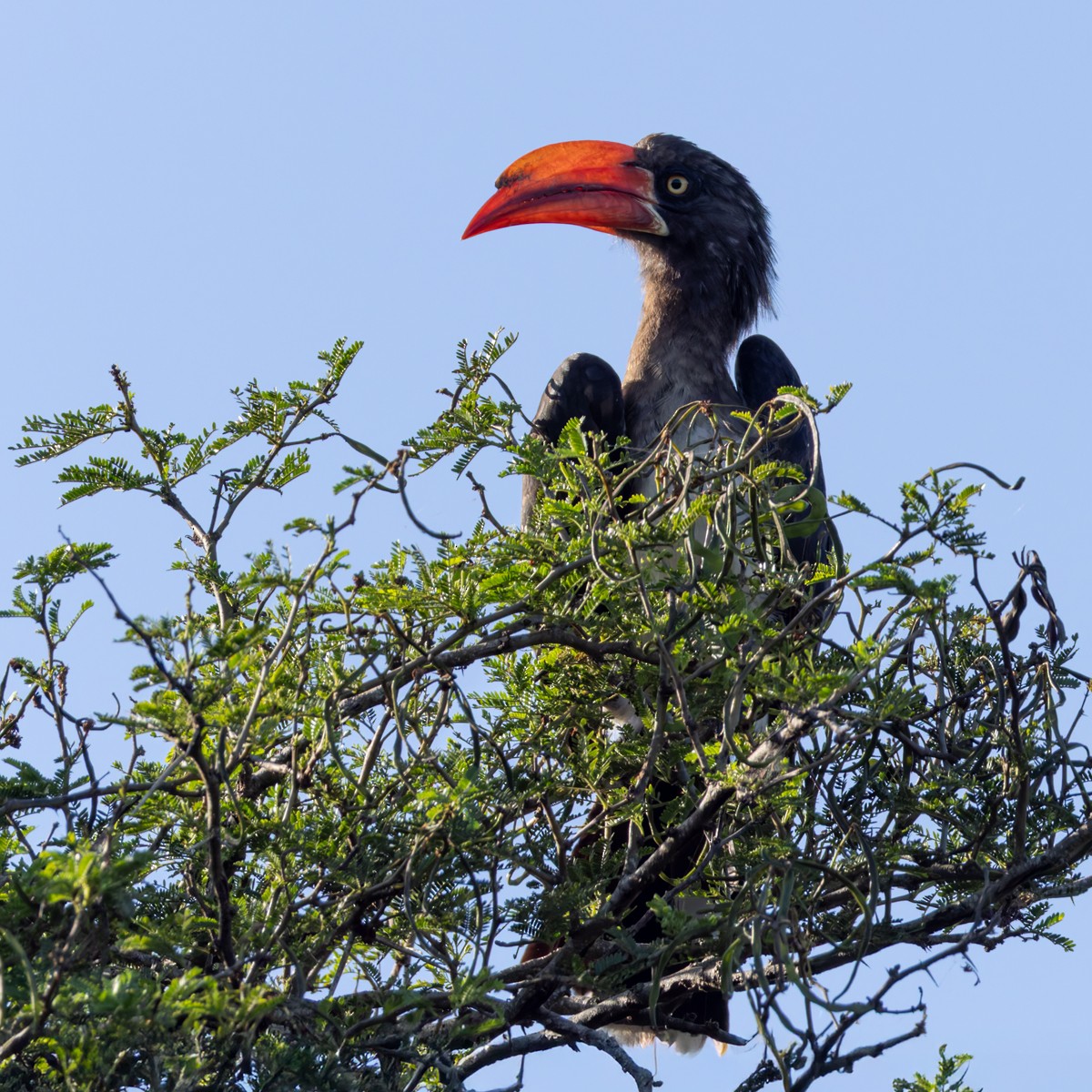 Crowned Hornbill - ML644400638