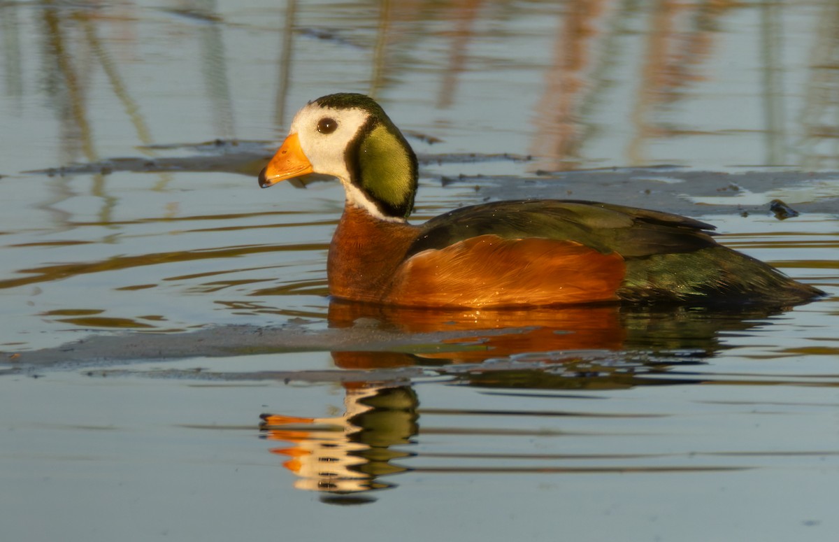 African Pygmy-Goose - ML644400648