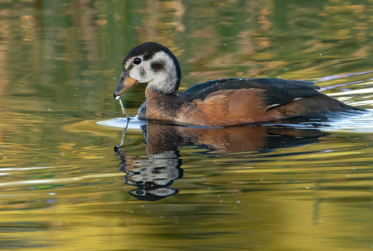 African Pygmy-Goose - ML644400649