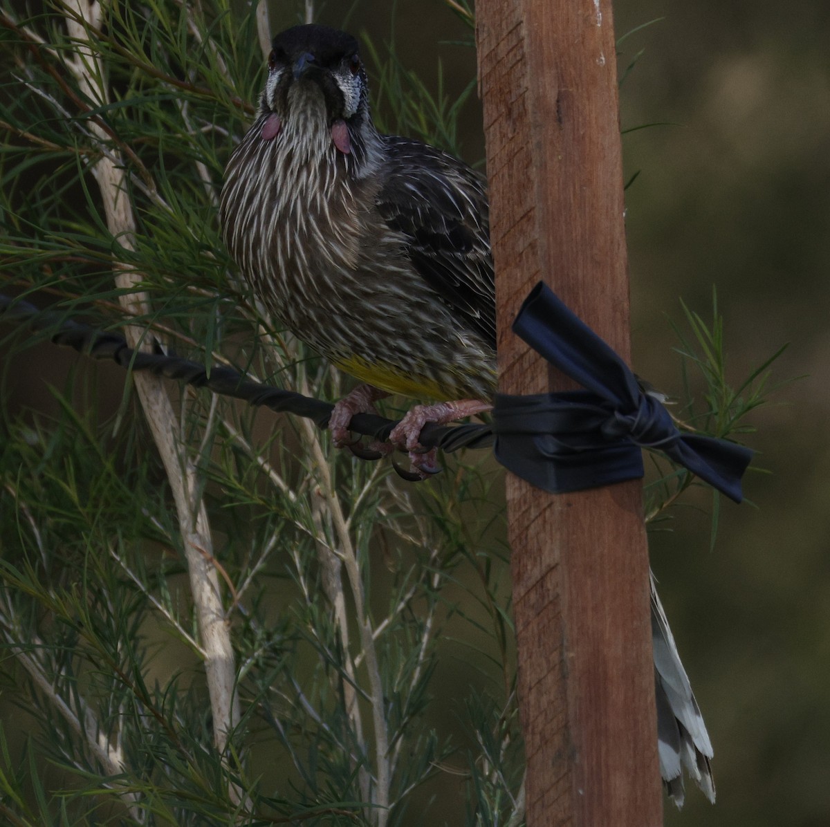 Red Wattlebird - ML644400653