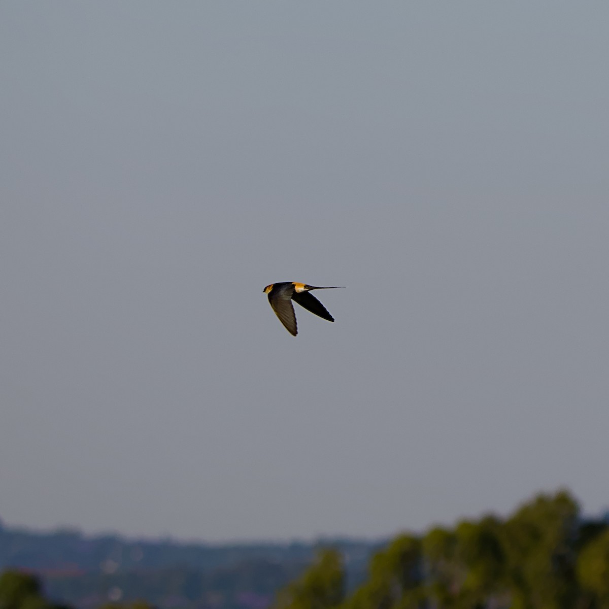 vlaštovka obecná - ML644400654