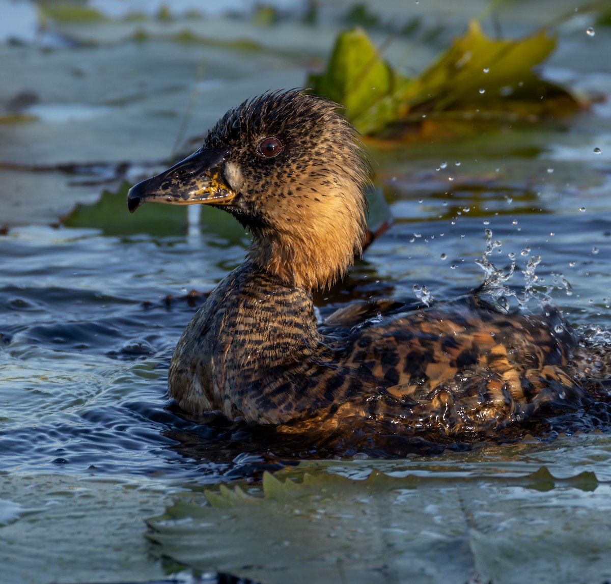 Pato Dorsiblanco - ML644400657