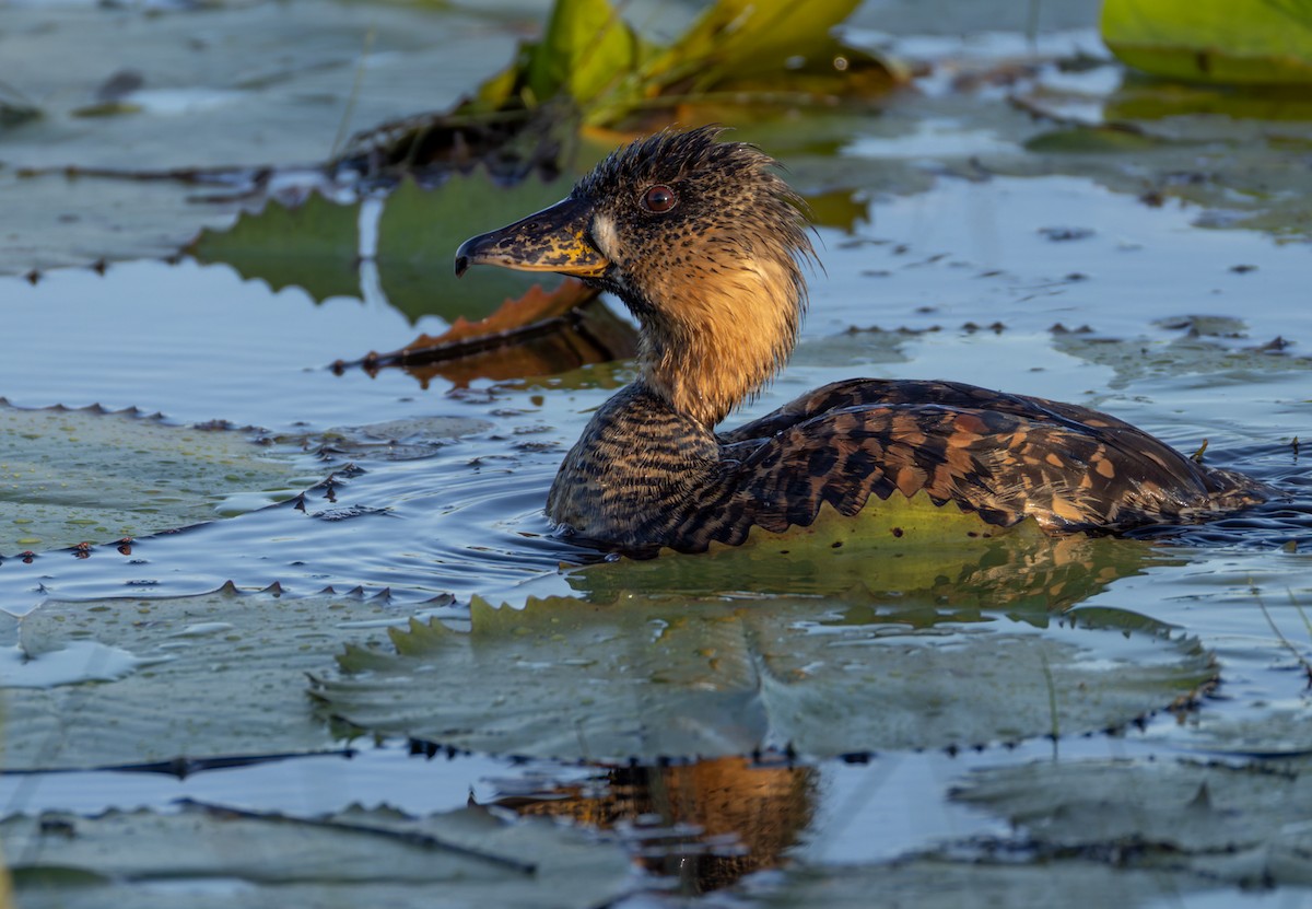 Pato Dorsiblanco - ML644400658