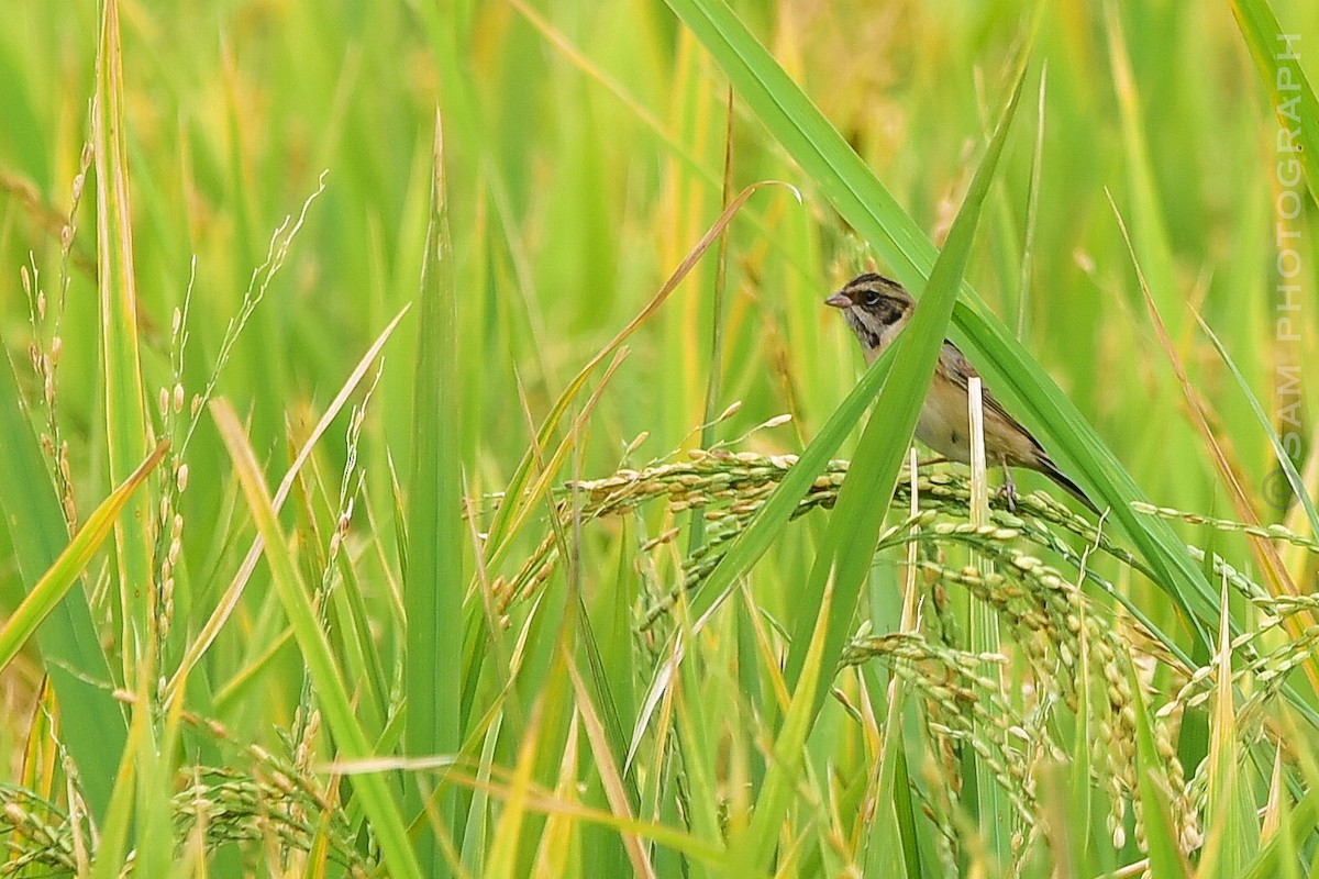 Ochre-rumped Bunting - ML644400667