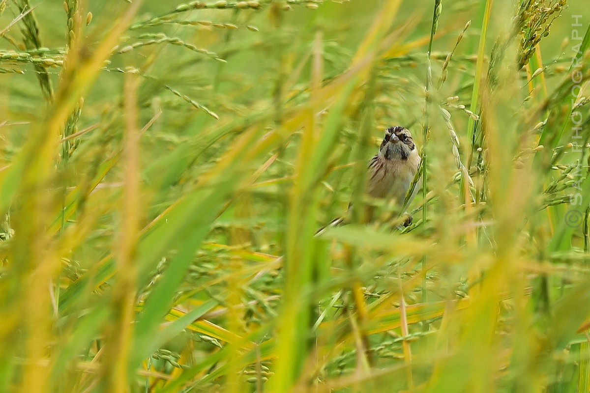Ochre-rumped Bunting - ML644400668