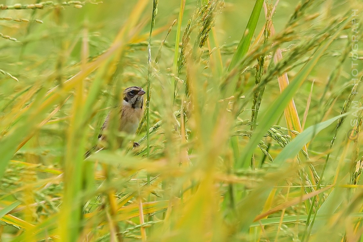 Ochre-rumped Bunting - ML644400669