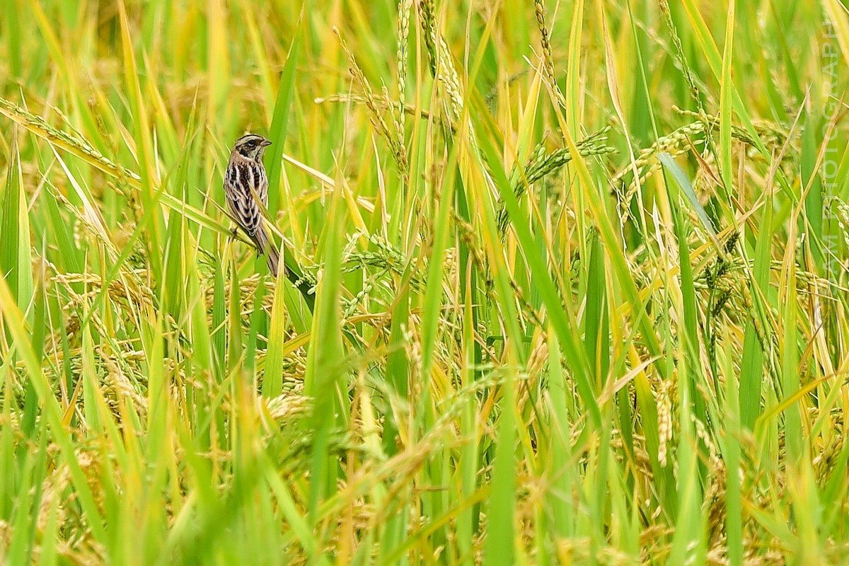 Ochre-rumped Bunting - ML644400670
